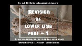 Revision of Lower limb Dissection for Anatomy viva/ Practical (Muscles + Nerve supply ) PART 1