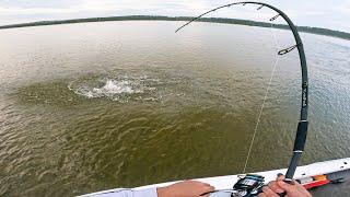 Monster Flathead in Ultra-Shallow Water!