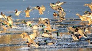 Mallard ducks flying into lake