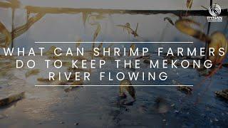 RYNAN Aquaculture Webisode 3: What Can Shrimp Farmers Do To Keep the Mekong River Flowing?