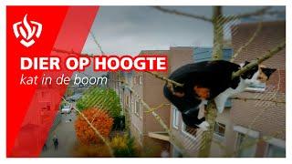 Prio 2: Dier op hoogte - kat in de boom | Brandweer Haastrecht