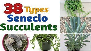 38 Types   Senecio Succulent  Plants