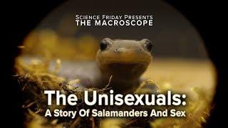 The Unisexuals: A Story of Salamanders and Sex