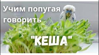 Учим попугая говорить Кеша