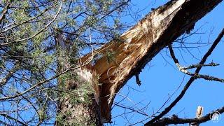 S1 EP14 | WIDOW-MAKER -TREE FELLING TECHNIQUES AND TIPS TO ENSURE SAFETY IN DANGEROUS TREE REMOVAL.