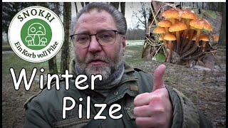 Winter Pilze  - Tolle Samtfußrüblinge