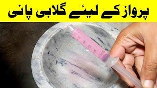 گلابی پانی بنانے کا طریقہ l Parwaz k liye Gulabi Pani | Kabootar ka Parwazi nuskha By Hamid Ali