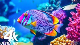 Океан 4K — морские животные для отдыха, красивые коралловые рифовые рыбы в аквариуме 4K