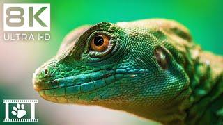 8K Animals • Stunning Details in 8K Ultra HD