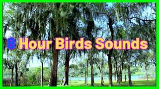  8 hrs BIRDS SOUNDS ASMR for Sleep, Study & Relax  White Noise  Better Quality