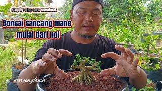 Cara Bikin Bonsai Sancang Mamae dari nol sampai jadi kerangka #bonsai #shorts