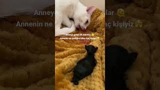 Bir kedinin ilk adımları & plasenta yiyen anne #kedi #yavru #yavrukedi #yavrukedivideoları #doğumanı