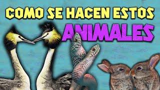 así HACEN el AMOR estas especies animales #9