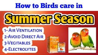 How to birds care in Summer season?[ Garmi me love birds ki care kese kren?