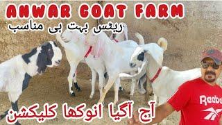 Anwar Goat Farm ka rajhanpori or sindh breed 31 August 2024