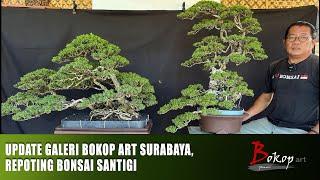 UPDATE GALERI BOKOP art SURABAYA, REPOTING BONSAI SANTIGI