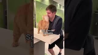 Why does a cat lick the owners hands or face? #cats #shorts