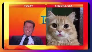 CAT ACCIDENTALLY ATTENDS NEWS INTERVIEW