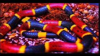 EXTREMELY VENOMOUS Coral Snake UPDATE!!!