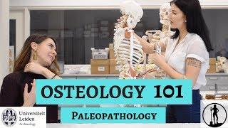 OSTEOLOGY 101: Paleopathology | Part 4 of 5 | Dig it With Raven X Leiden University Archaeology