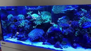 @AmericanReefChannel @BRStv @EcoTechMarineUS @PLANET AQUARIUMS