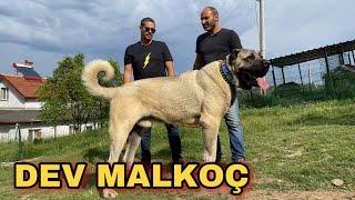 50000 LİRAYA ALINAN DEV MALKOÇ ÇOBAN KÖPEĞİ AYAZ’A KAFA TUTUYOR | TUNA BALTA’NIN ASLANLARI