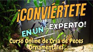 Curso Online de Cría de Peces Ornamentales: ¡Conviértete en un Experto!