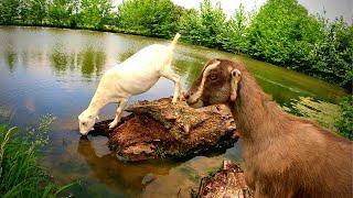 The Goats FOUND The Pond! Dairy Goat VLOG