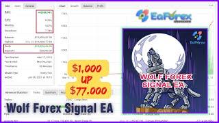 Wolf Forex Signal EA Backtest | Profit: $1,000 up $77,000 / 11 months