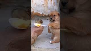 Puppy and squirrel . A beautiful moment #1107 - #shorts - #Chodat tv