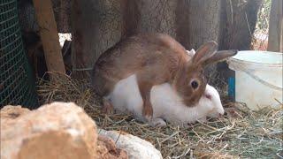 Rabbits  mating