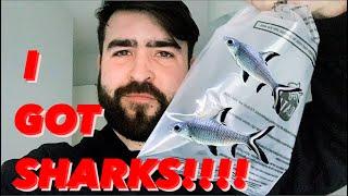 Adding Bala Sharks To My Aquarium! Bala Shark Care Guide And Species Profile - Silver Sharks