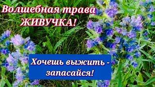 ЖИВУЧКА: Трава ВЫЖИВАНИЯ! БОГ послал ее на Землю, чтобы лечить женщин! Мастопатия, грипп, рецепты.