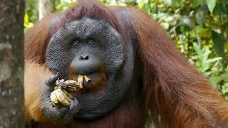 Orangutan Voyage in Tanjung Puting National Park, Borneo