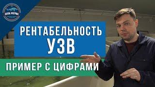 Рентабельность УЗВ реальный пример с цифрами  осетр