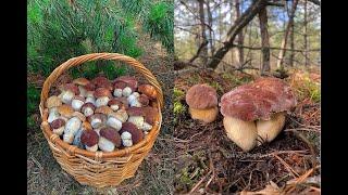 БОРОВИКИ ПОШЛИ. Сбор грибов после засухи. Беларусь 2023