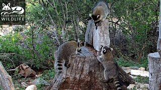 Raccoons everywhere!  A swarm of youngsters