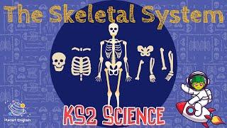 The Skeletal System | KS2 Science | STEM and Beyond