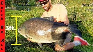 CATCHING MONSTER PET FISH 40LB+ Pacu in Small CITY PARK POND!