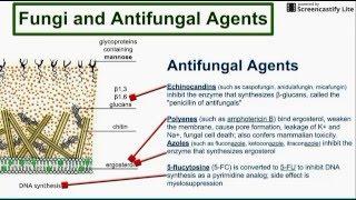 Fungi and Antifungal Agents