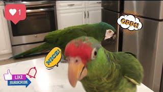 THE TRUTH about Chestnut-fronted Macaw & Red crowned Mexican Amazon parrots | 