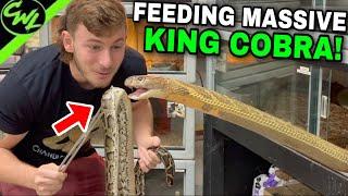 UP CLOSE KING COBRA FEEDING!!! **VENOMOUS**