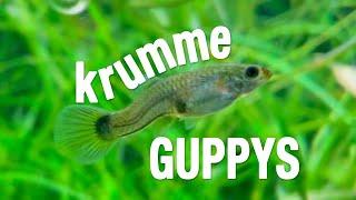 sterbende und krumme Guppys