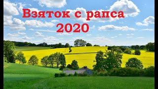 Взяток с рапса 2020. То плюс, то минус...