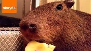 Cute Capybara Eats Apple