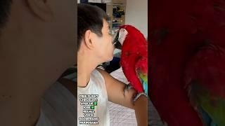 KISSING PARROT FREE FLIGHT CHECKLIST MIA UPDATE!#macaw #bird #parrot #greenwingedmacaw #murillobros