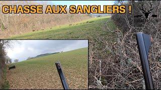 Chasse aux Sangliers - Au poste et dans la traque !