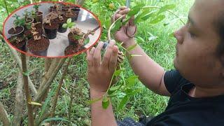 PERTAMA KALI ADA WISATA PETIK SANCANG PELINTIRAN | PREMNA MICROPHYLLA BONSAI