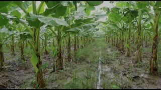 banana plantation techniques / banana field overview
