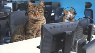 Cat Life Insurance - Protected.co.uk